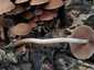 Barna porhanyósgomba (Psathyrella piluliformis), Budai-hegység